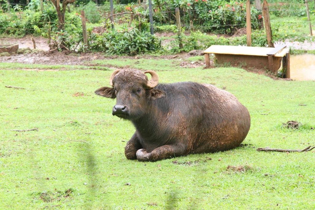 Hotel Fazenda Campo Dos Sonhos Socorro  Extérieur photo